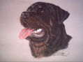 Rottweiler