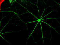 Neurona foliar.