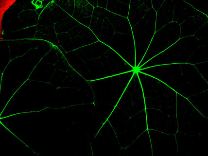 Neurona foliar.