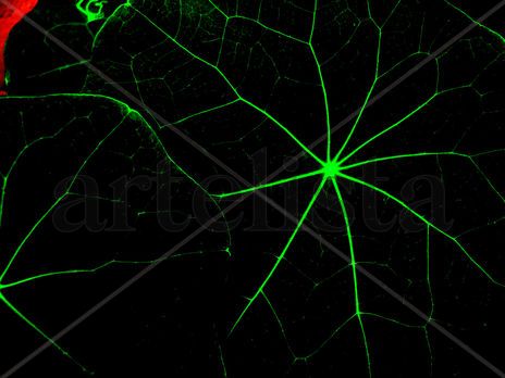 Neurona foliar.