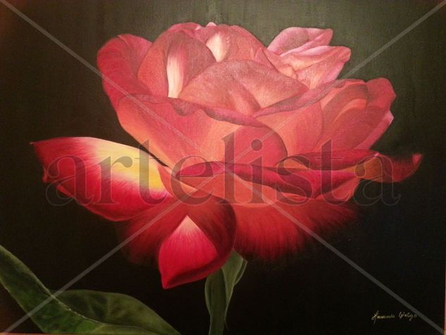 Rosa Iluminada Oil Canvas Floral Painting