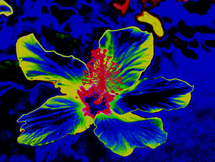 flores naif 7 Conceptual/Abstract Color (Digital)