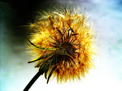 flores naif 8