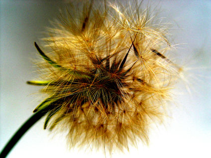 Flores naif 10