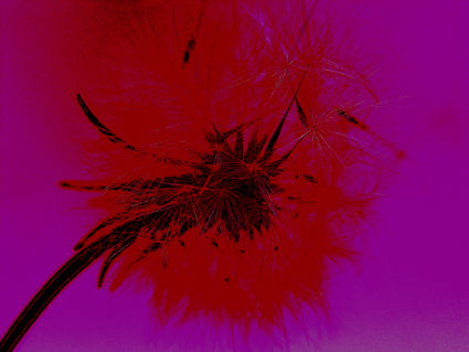 flores naif 11 Conceptual/Abstracto Color (Digital)