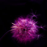 NATURA thumbnail 2