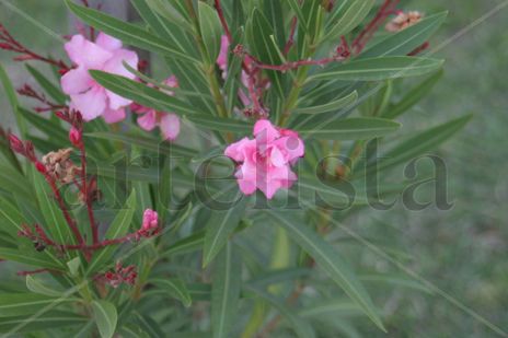 Flor
