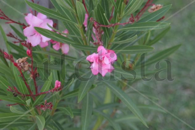 Flor
