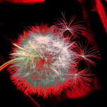 NATURA thumbnail 1