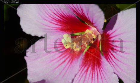 Flores