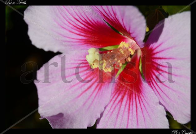 Flor de Toledo Nature Color (Digital)