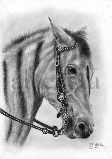 Caballo Charcoal