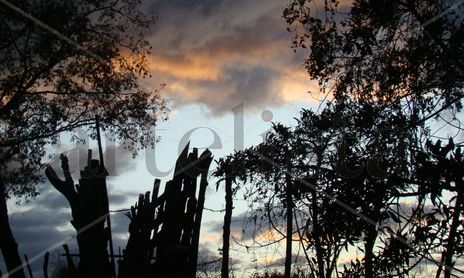 rodriguez