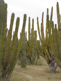 Bosque de Sahuaros