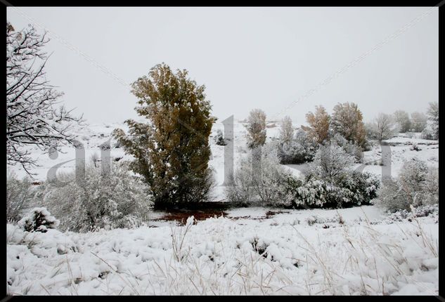 INVIERNO Naturaleza Color (Digital)