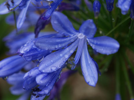 Flores