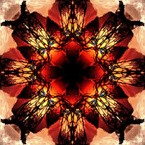 The sun