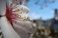 La flor más bella