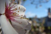 La flor más bella