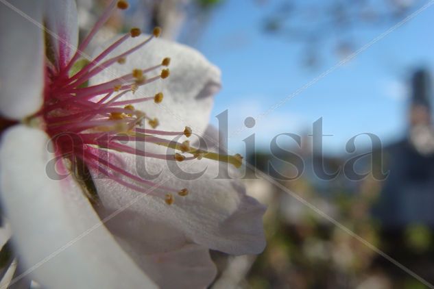 La flor más bella Naturaleza Color (Digital)