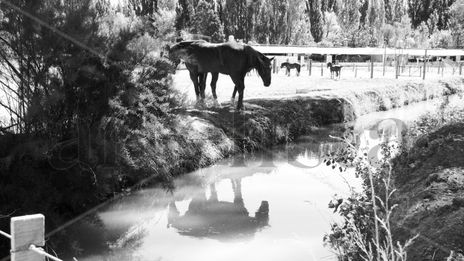 Reflejo