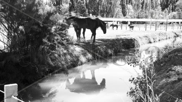 Reflejo Nature Black and White (Digital)