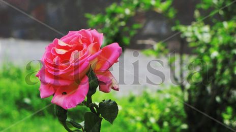 Una rosa maravillosa