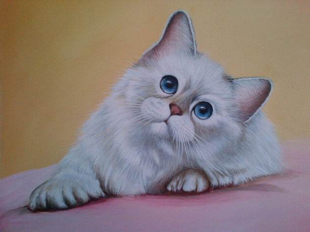 gato blanco