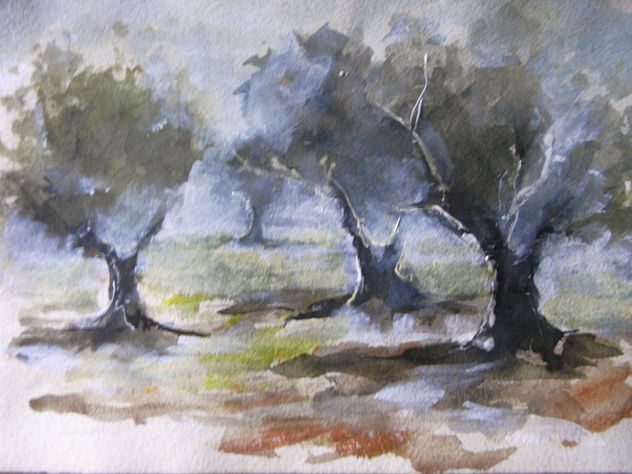 olivos en san carlos
