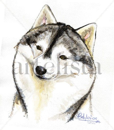 Husky Siberiano Acuarela Papel Animales