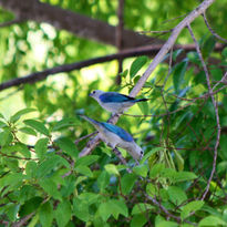 Amor Azul