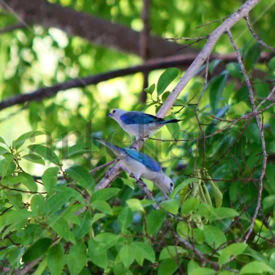 Amor Azul Naturaleza Color (Química)