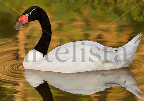 Cygnus melancoryphus