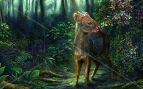 Pudu puda