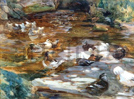 Enten / Patos
