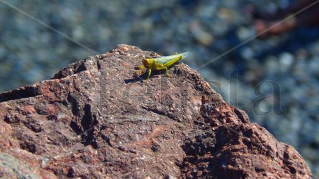 Saltamontes