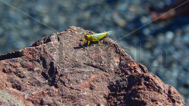Saltamontes