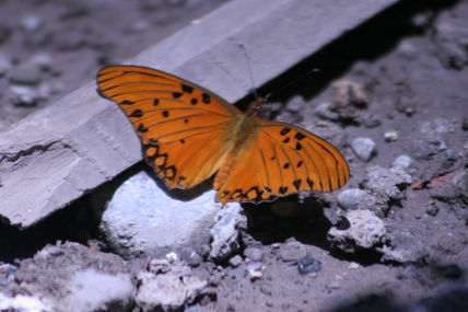 Mariposa