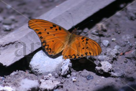 Mariposa