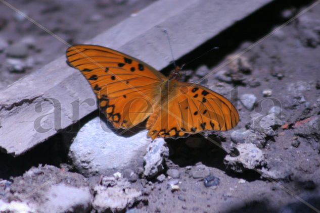 Mariposa Naturaleza Color (Digital)