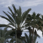 Mi ciudad de las palmeras thumbnail 1