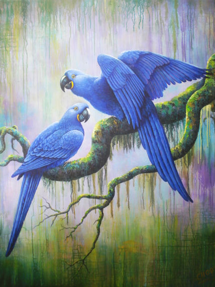 Loros Azules