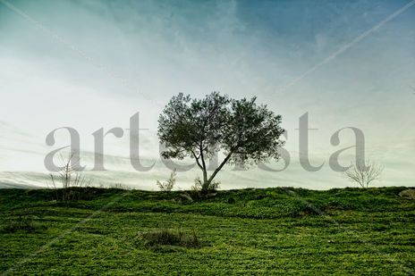 Solitario