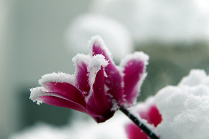 Flor de Invierno