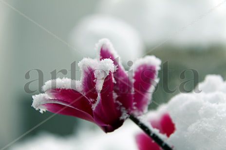 Flor de Invierno