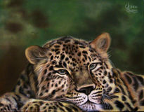 Leopardo de Amur