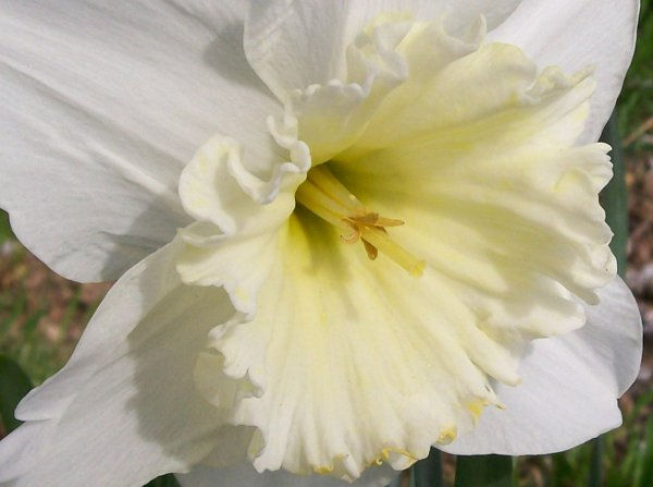 Flor de primavera 1