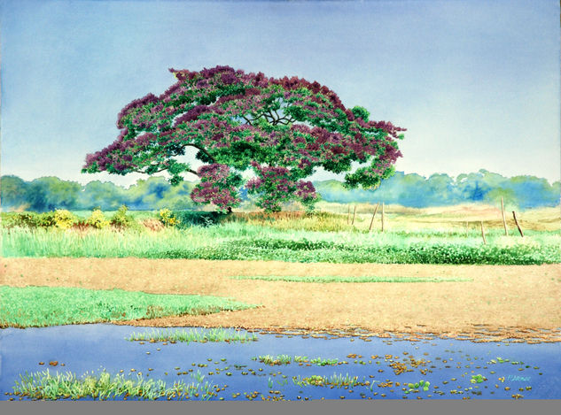 Macayo Watercolour Paper Landscaping