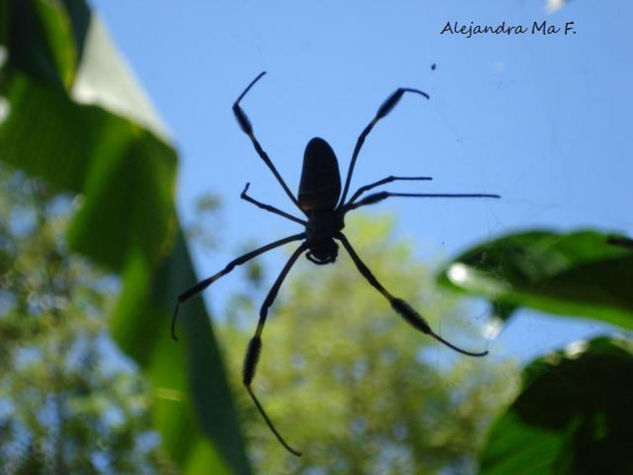 Telaraña 1.1 Nature Color (Digital)