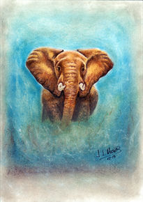 Elefant